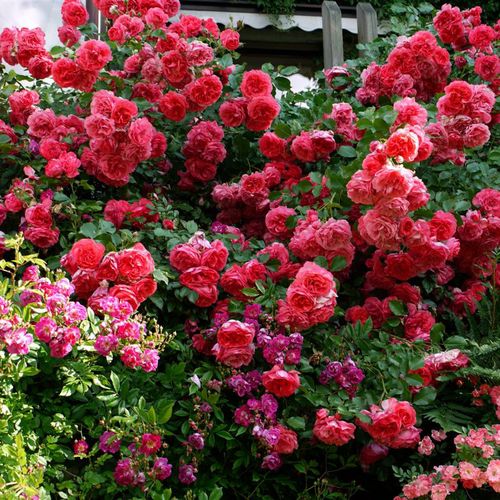 Roz închis - Trandafir copac cu trunchi înalt - cu flori tip trandafiri englezești - coroană curgătoare
